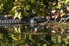 Mathewsbros > Wekiva Springs photo