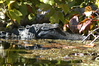 Mathewsbros > Wekiva Springs photo
