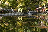 Mathewsbros > Wekiva Springs photo