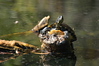 Mathewsbros > Wekiva Springs photo