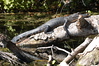 Mathewsbros > Wekiva Springs photo