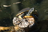 Mathewsbros > Wekiva Springs photo