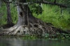 Mathewsbros > 4th of July at Silver River State Park photo